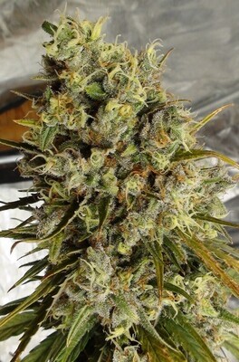 Ace Seeds - C5 Haze x Kali China (fem.) 09619