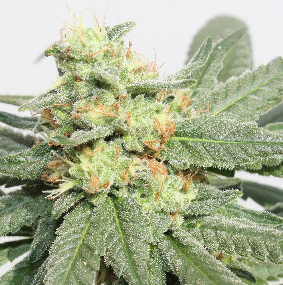 Ace Seeds - HashTonic (fem.)