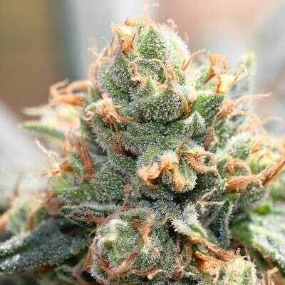 Ace Seeds - HashTonic (fem.) 09620