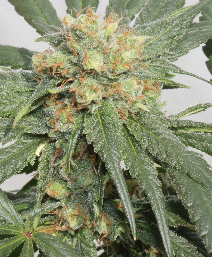 Ace Seeds - HashTonic (fem.)