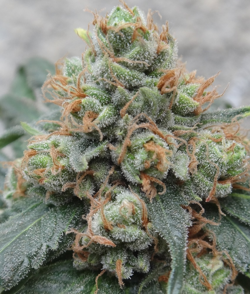 Ace Seeds - HashTonic (fem.)