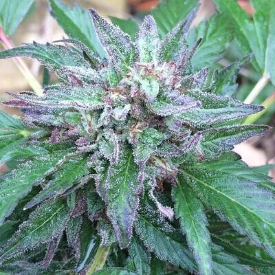 Ace Seeds - Early Bubba (reg.) 09622