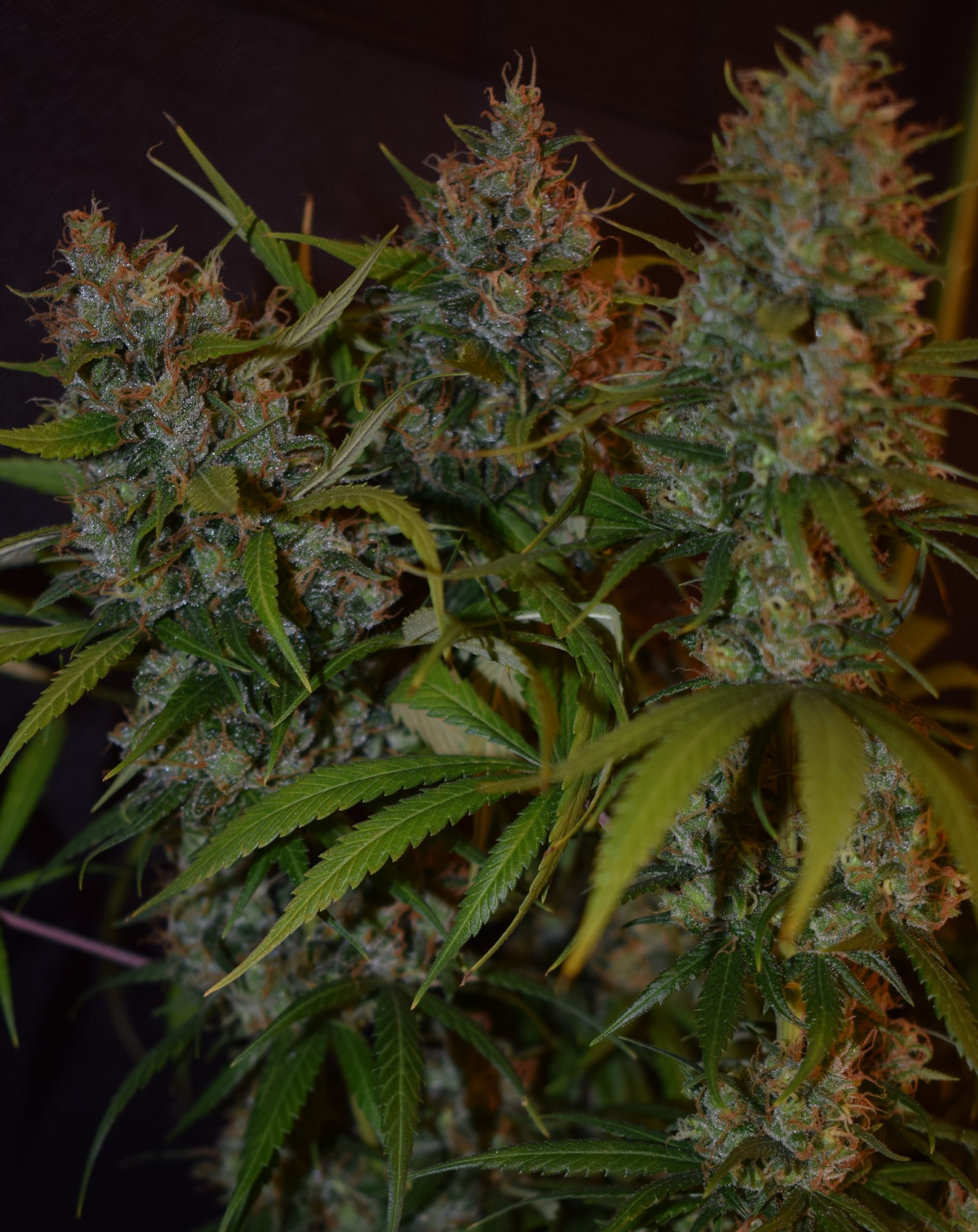 Ace Seeds - Oaxaca A5 Haze (fem.)