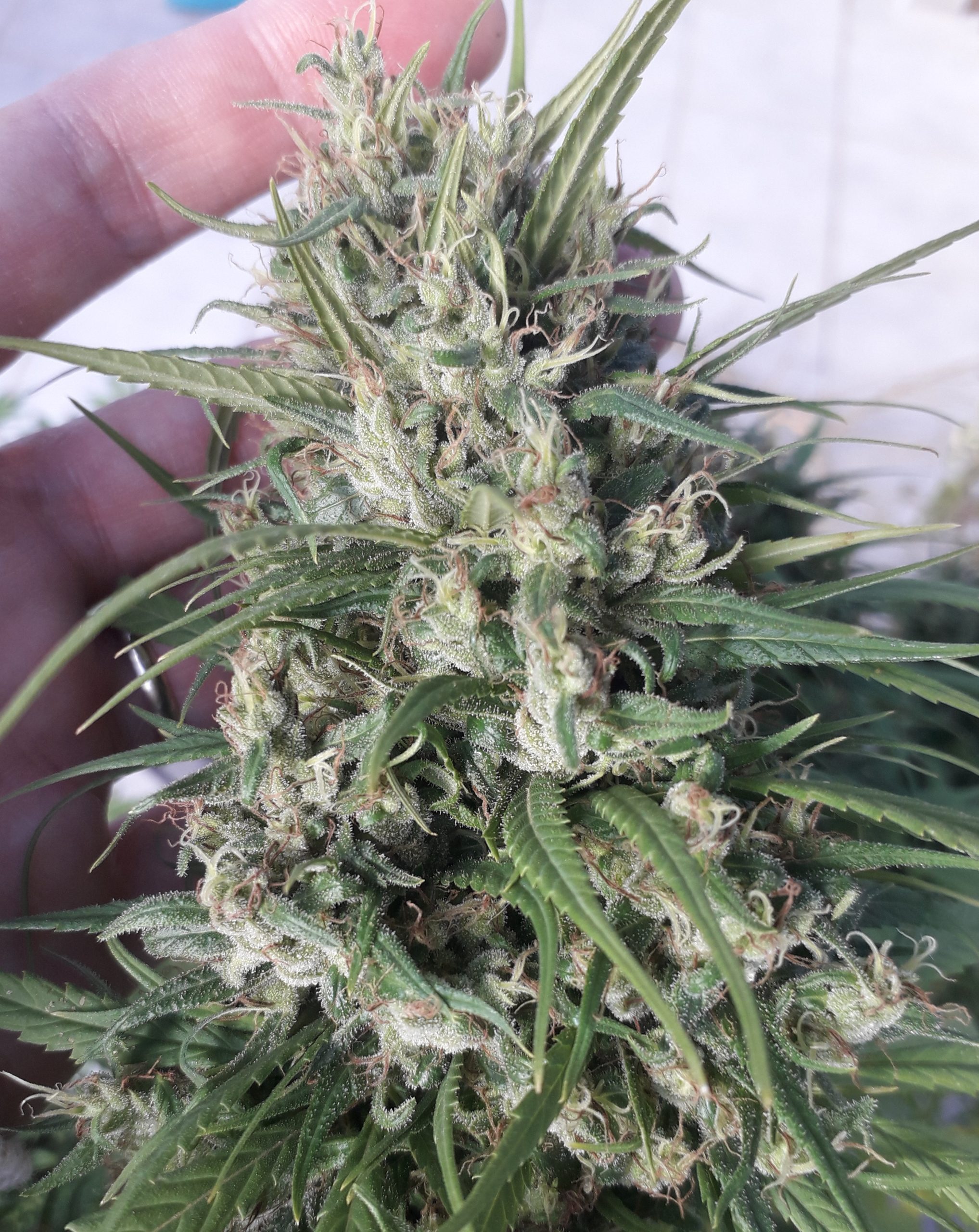 Ace Seeds - Oaxaca A5 Haze (fem.)