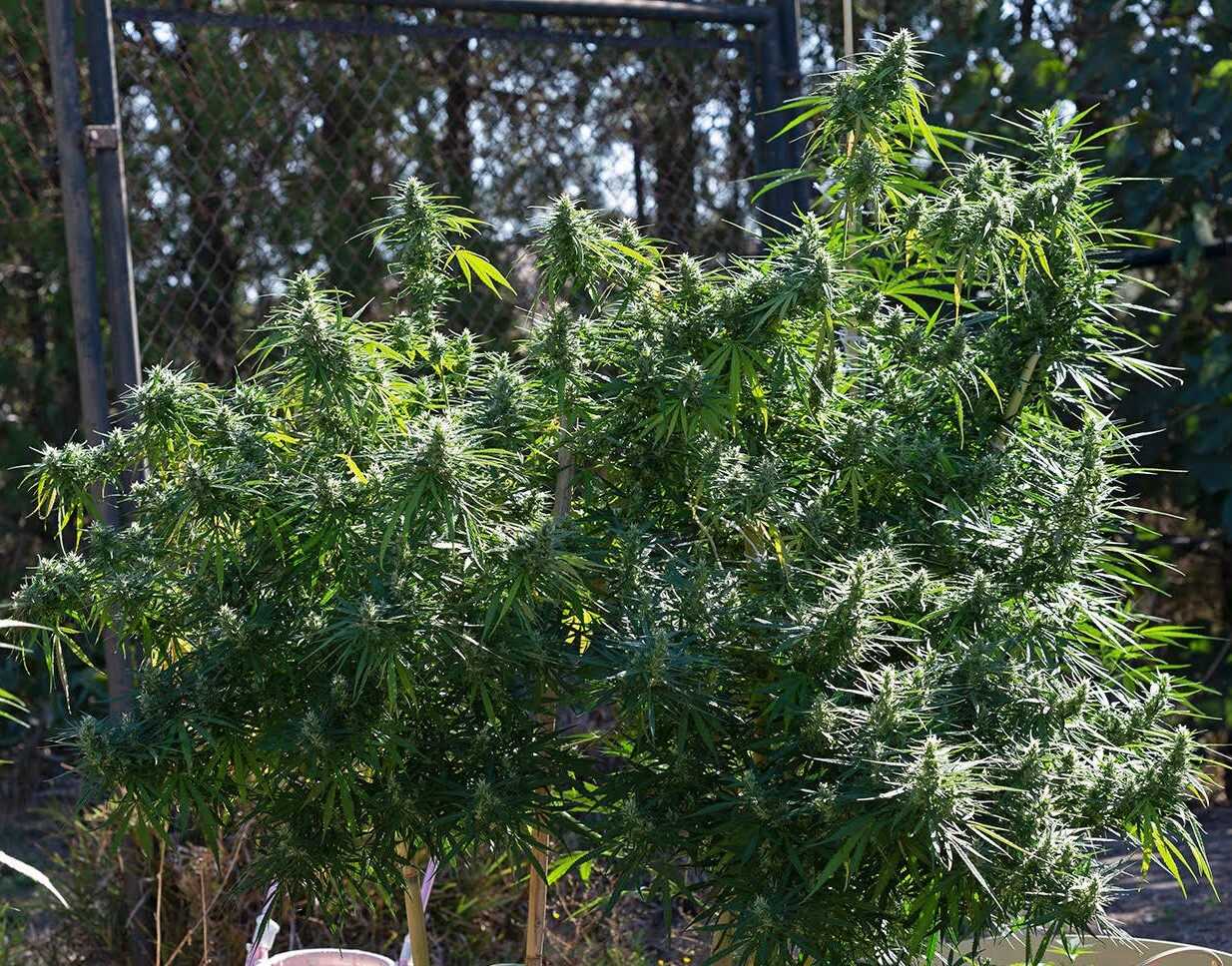 Ace Seeds - Oaxaca A5 Haze (fem.)