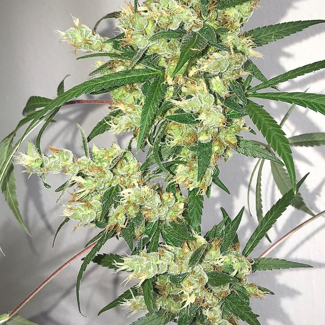 Ace Seeds - Oaxaca x Panama (reg.)