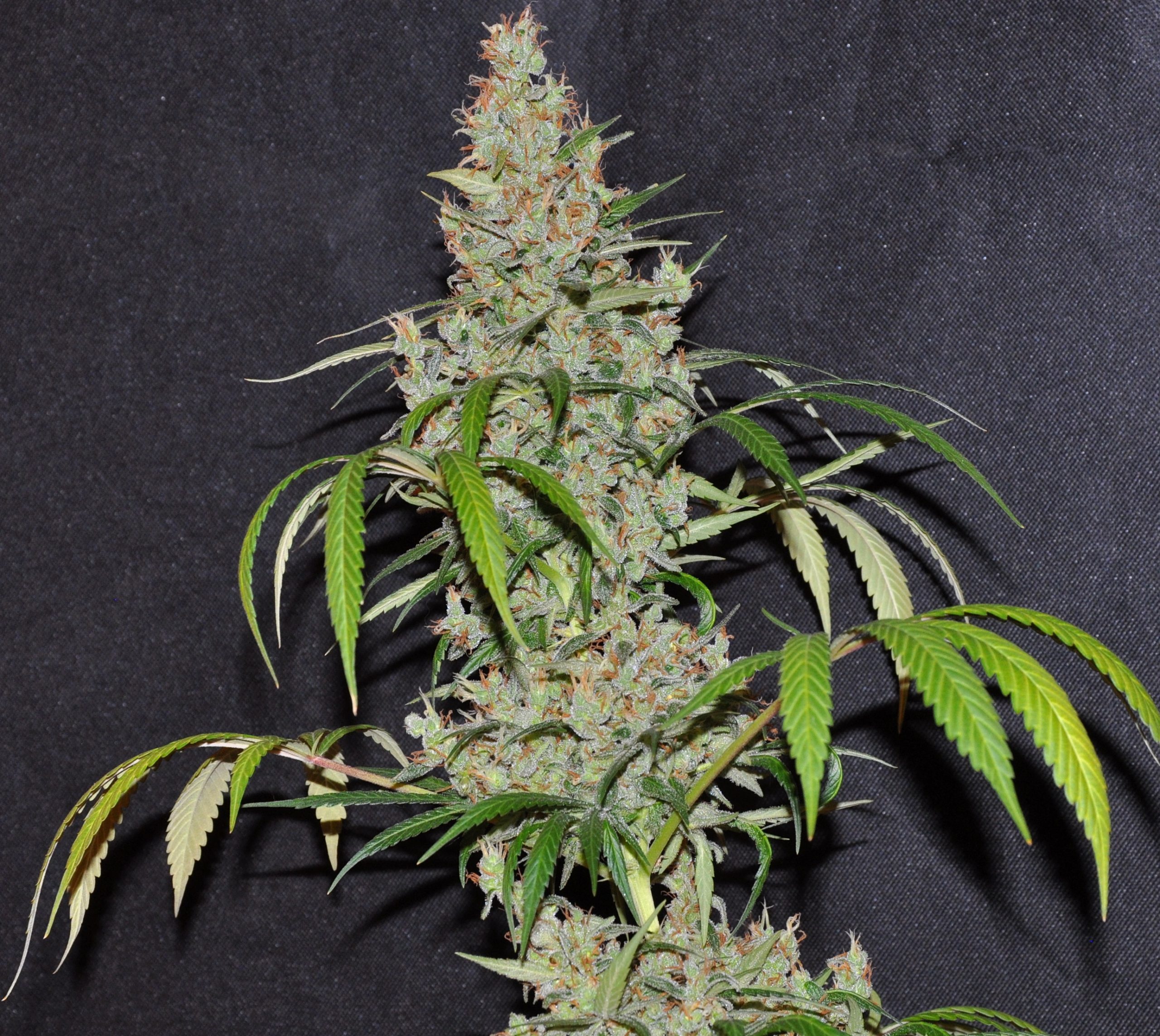 Ace Seeds - Oaxaca x Panama (reg.)