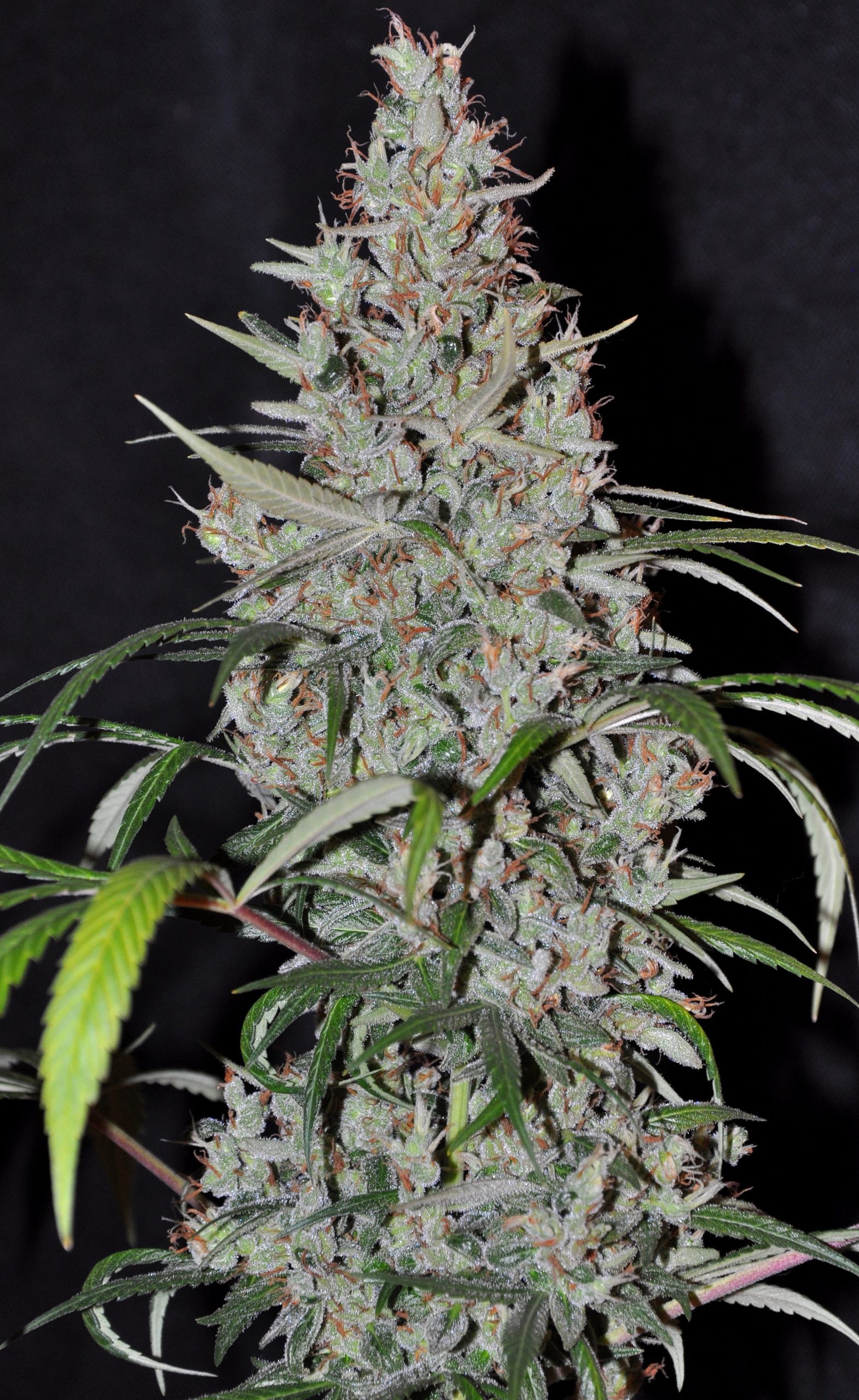Ace Seeds - Oaxaca x Panama (reg.)