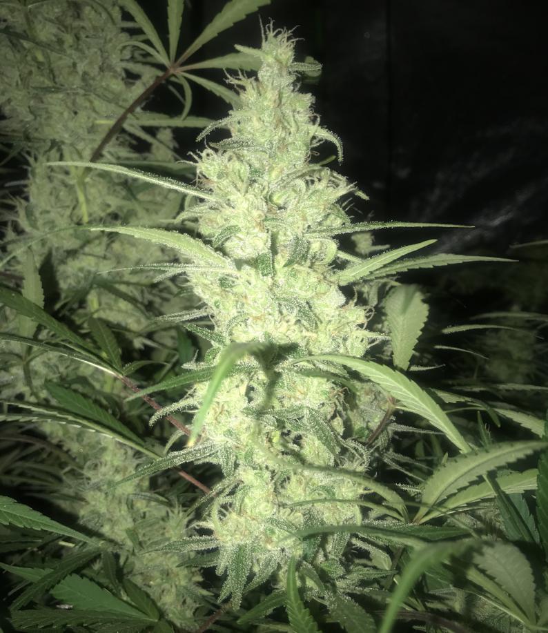 Ace Seeds - Oaxaca x Panama (reg.)