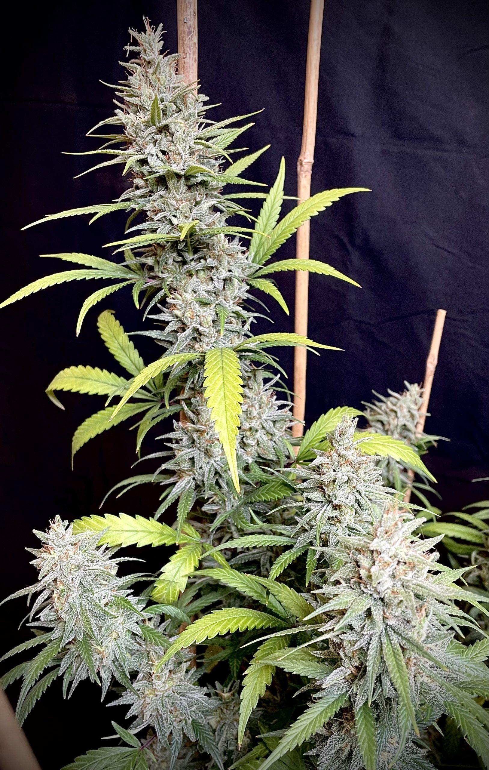 Ace Seeds - Oaxaca x Panama (reg.)