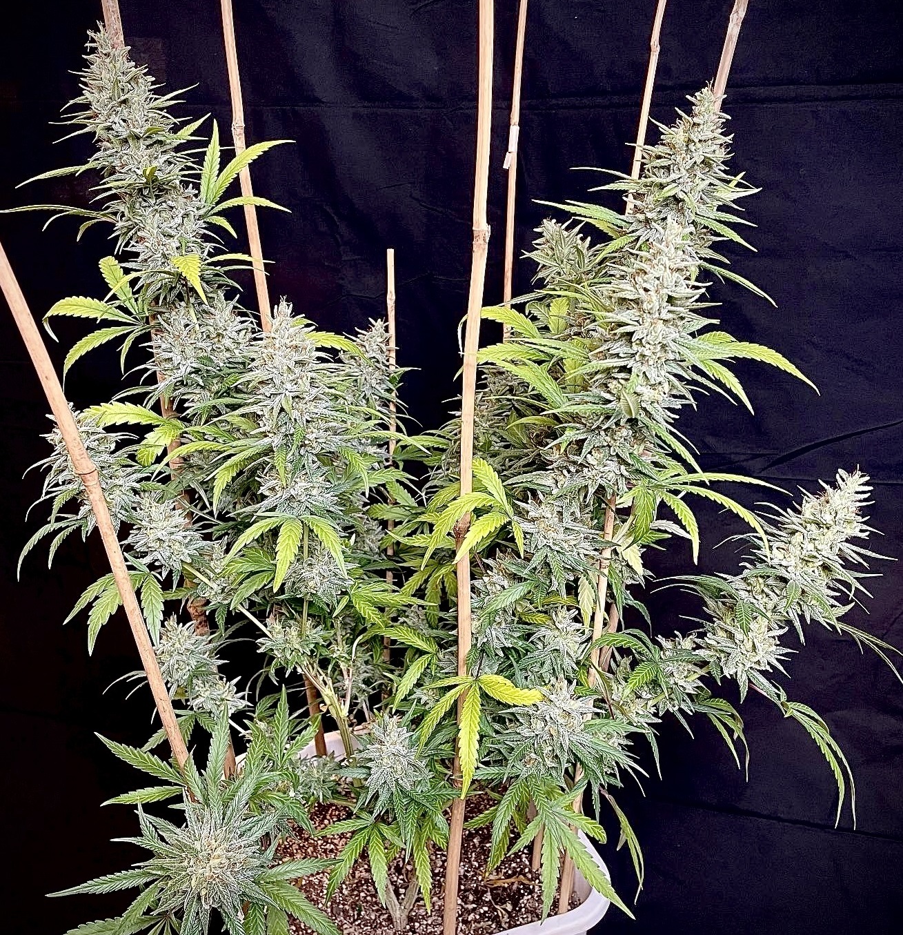 Ace Seeds - Oaxaca x Panama (reg.)
