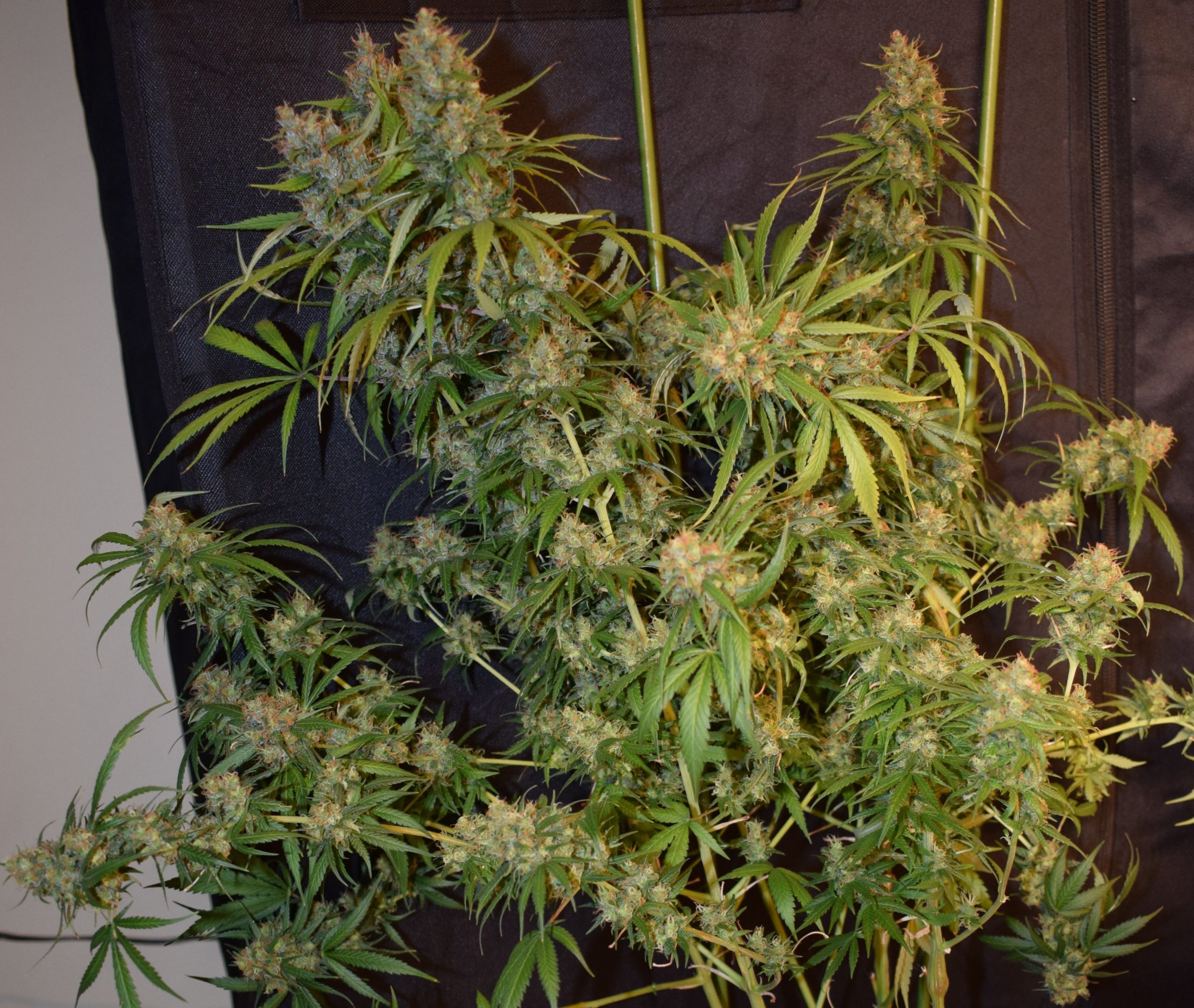 Ace Seeds - Oaxaca A5 Haze (fem.)