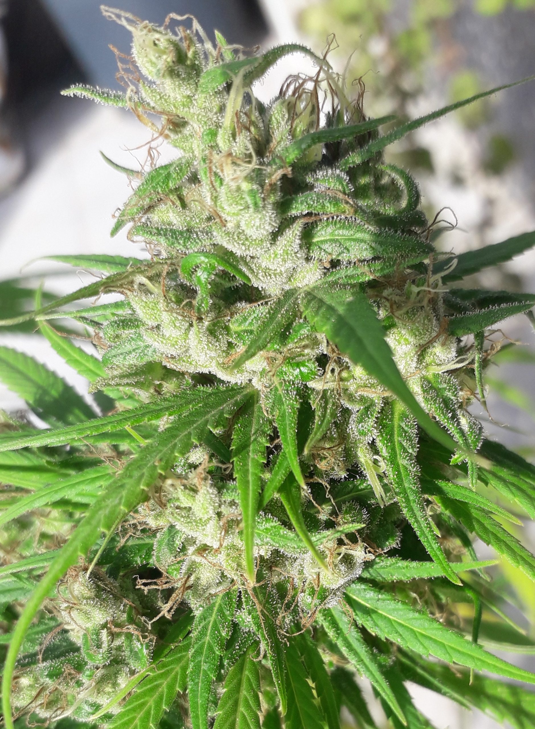 Ace Seeds - Oaxaca A5 Haze (fem.)