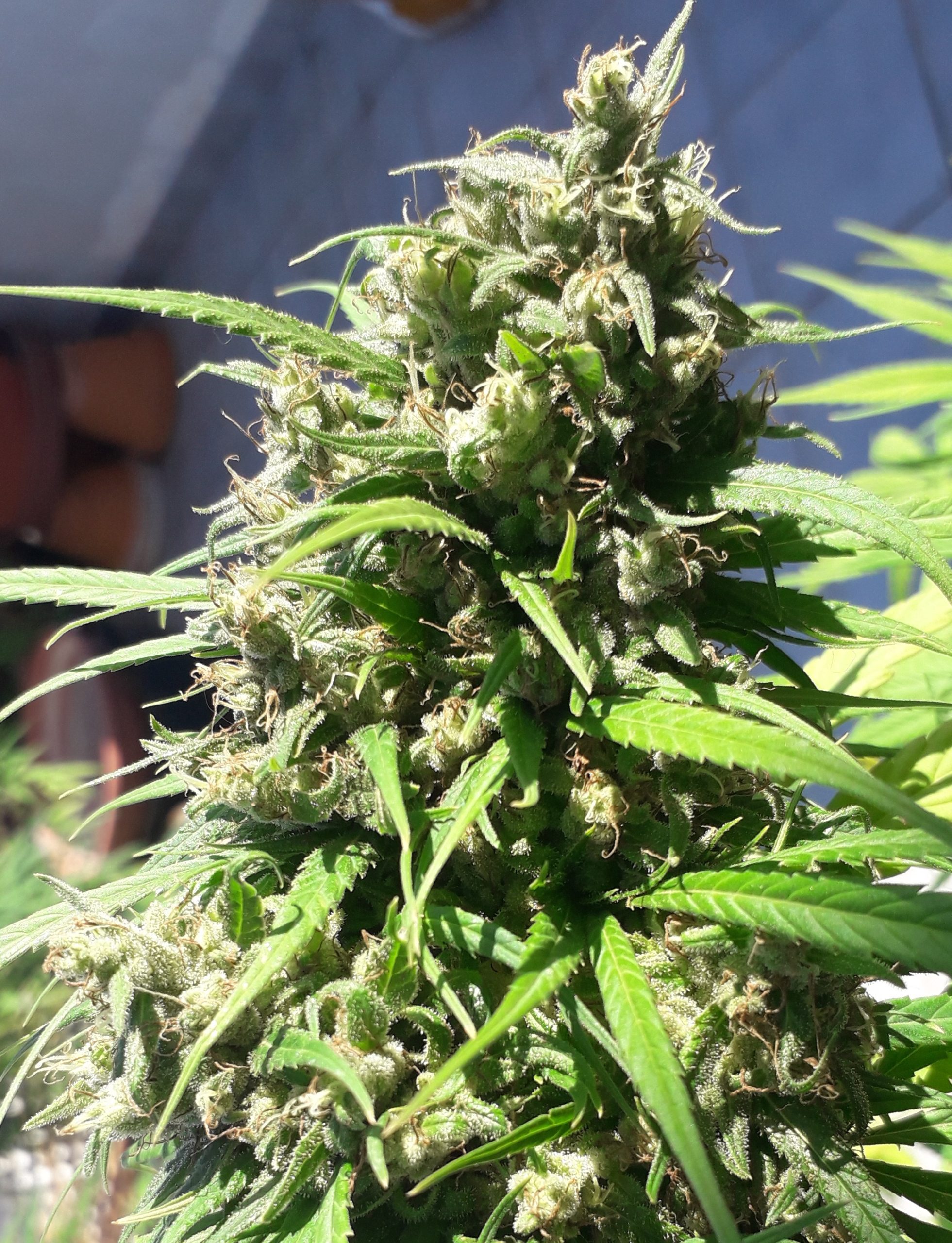 Ace Seeds - Oaxaca A5 Haze (fem.)