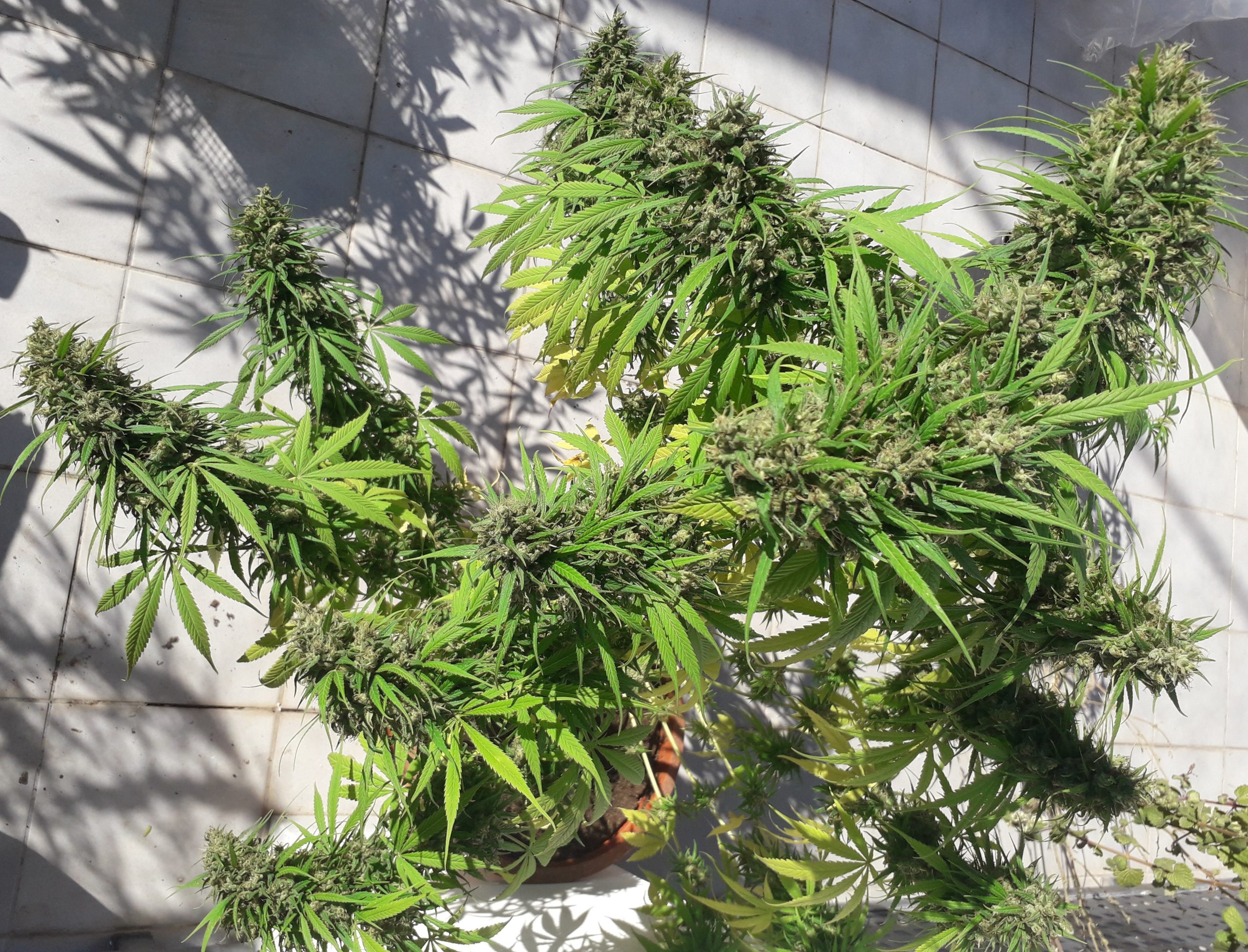 Ace Seeds - Oaxaca A5 Haze (fem.)