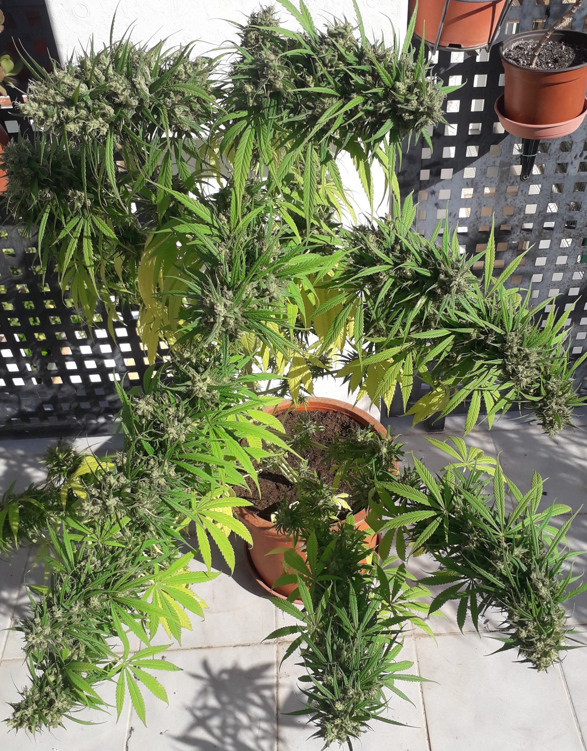 Ace Seeds - Oaxaca A5 Haze (fem.)
