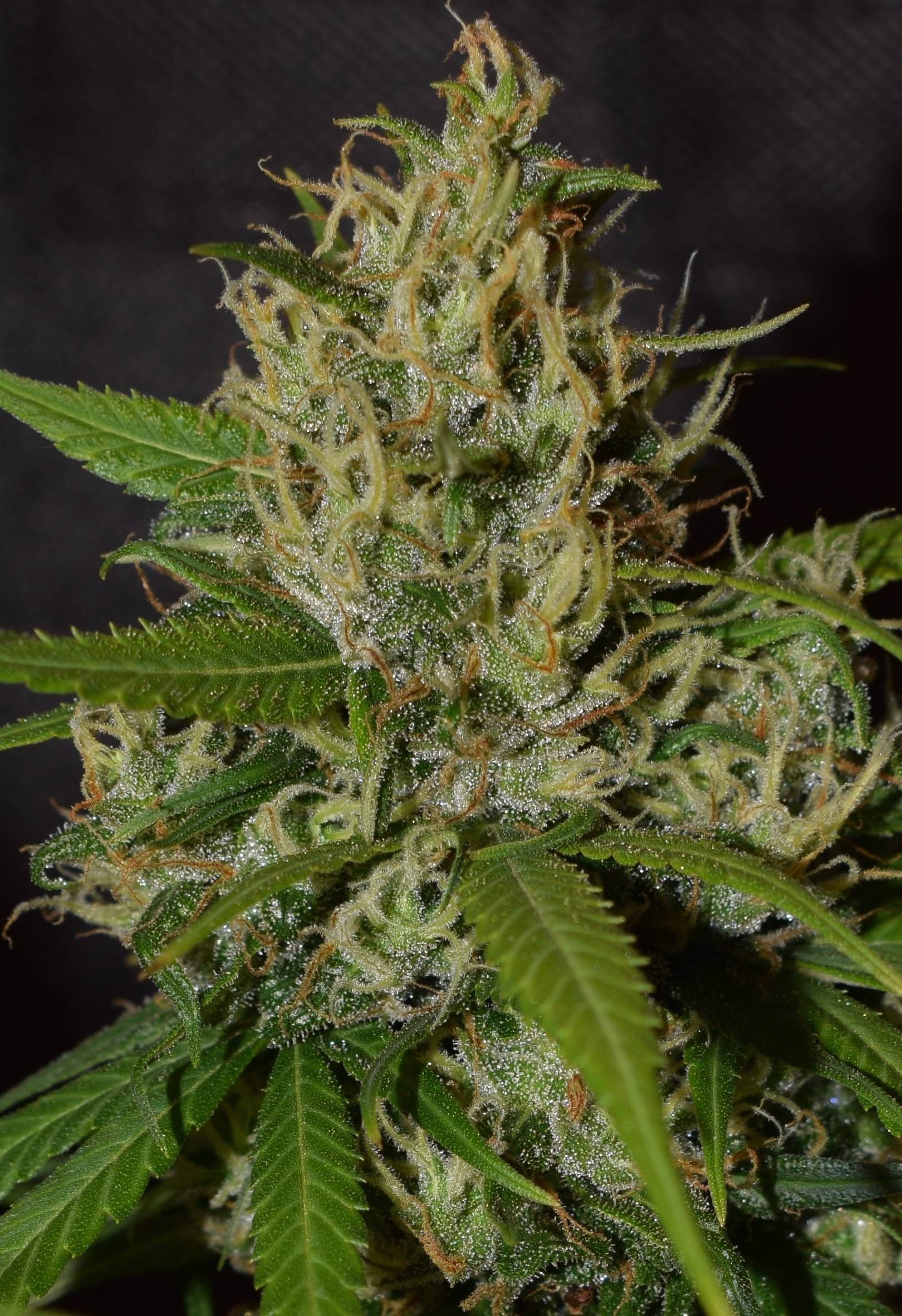 Ace Seeds - Oaxaca A5 Haze (fem.)