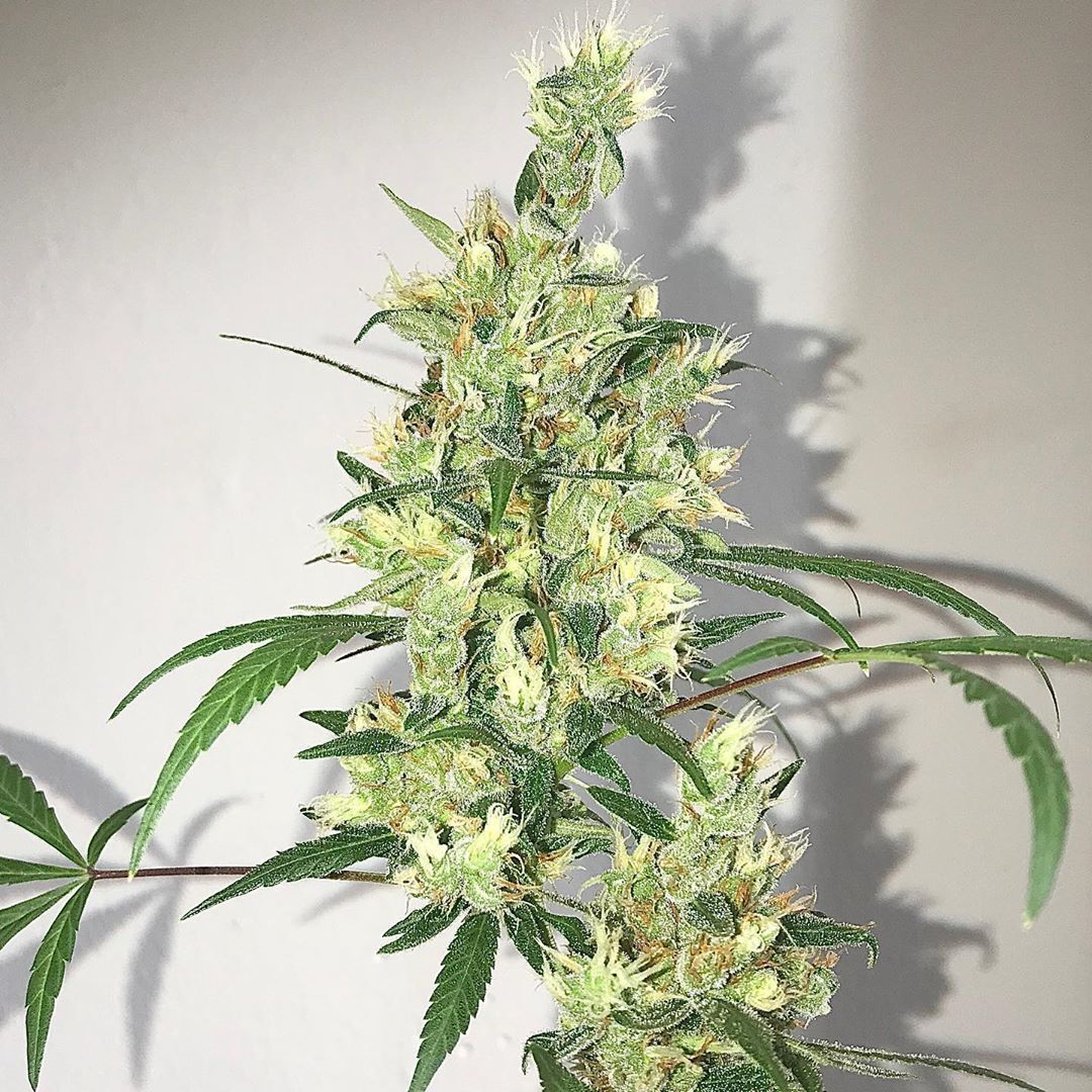 Ace Seeds - Oaxaca x Panama (reg.)