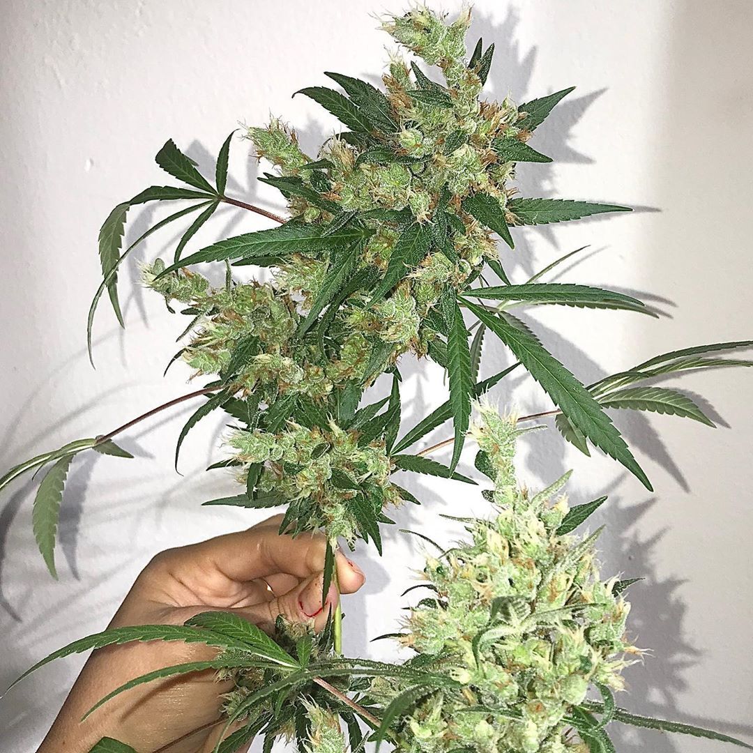 Ace Seeds - Oaxaca x Panama (reg.)