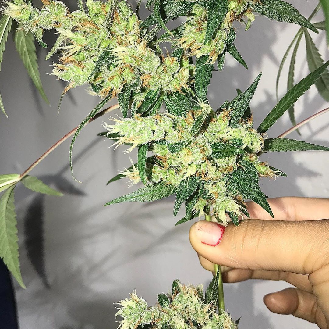 Ace Seeds - Oaxaca x Panama (reg.)