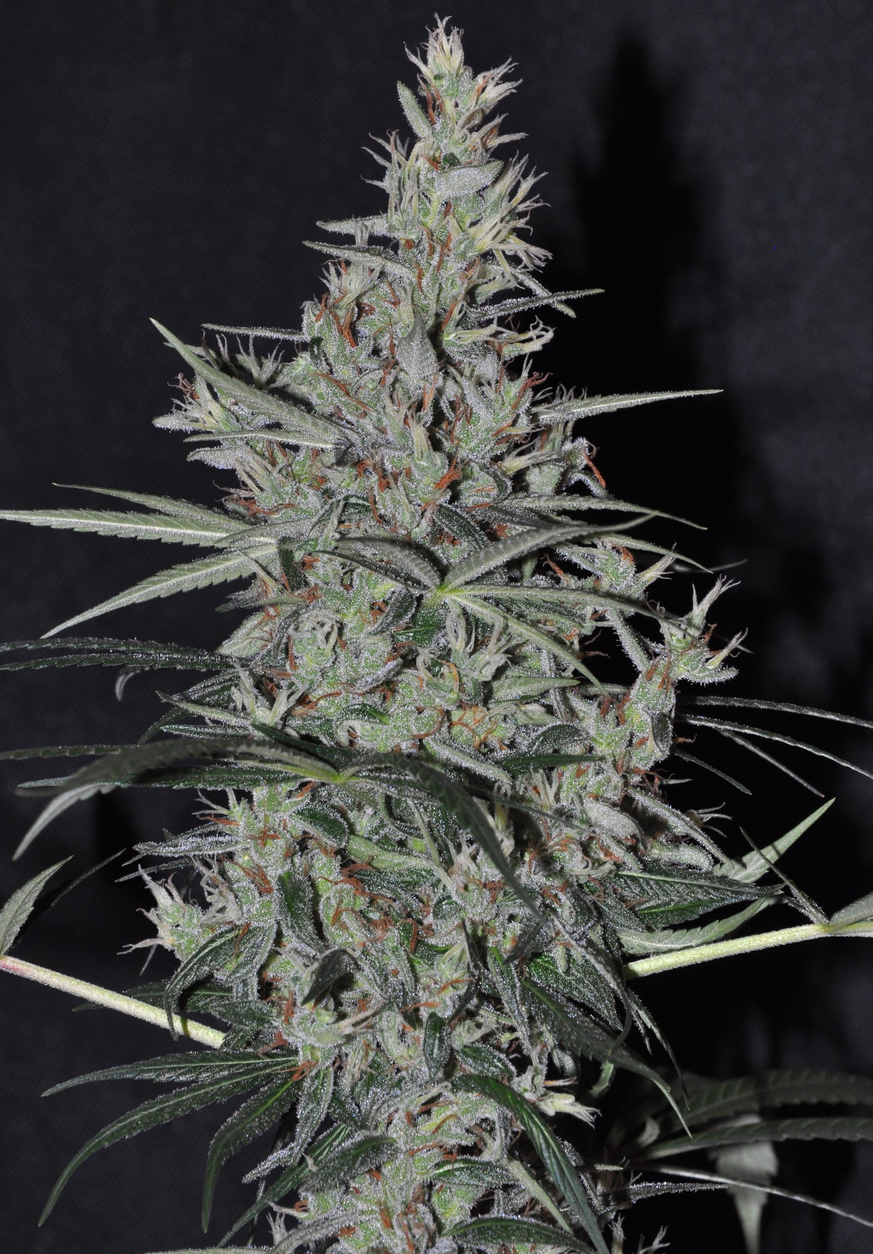 Ace Seeds - Oaxaca x Panama (reg.)