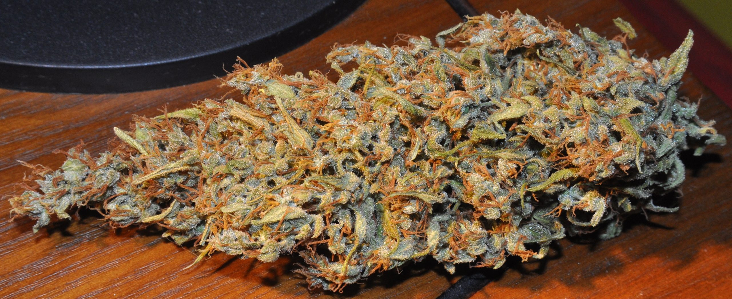 Ace Seeds - Oaxaca x Panama (reg.)