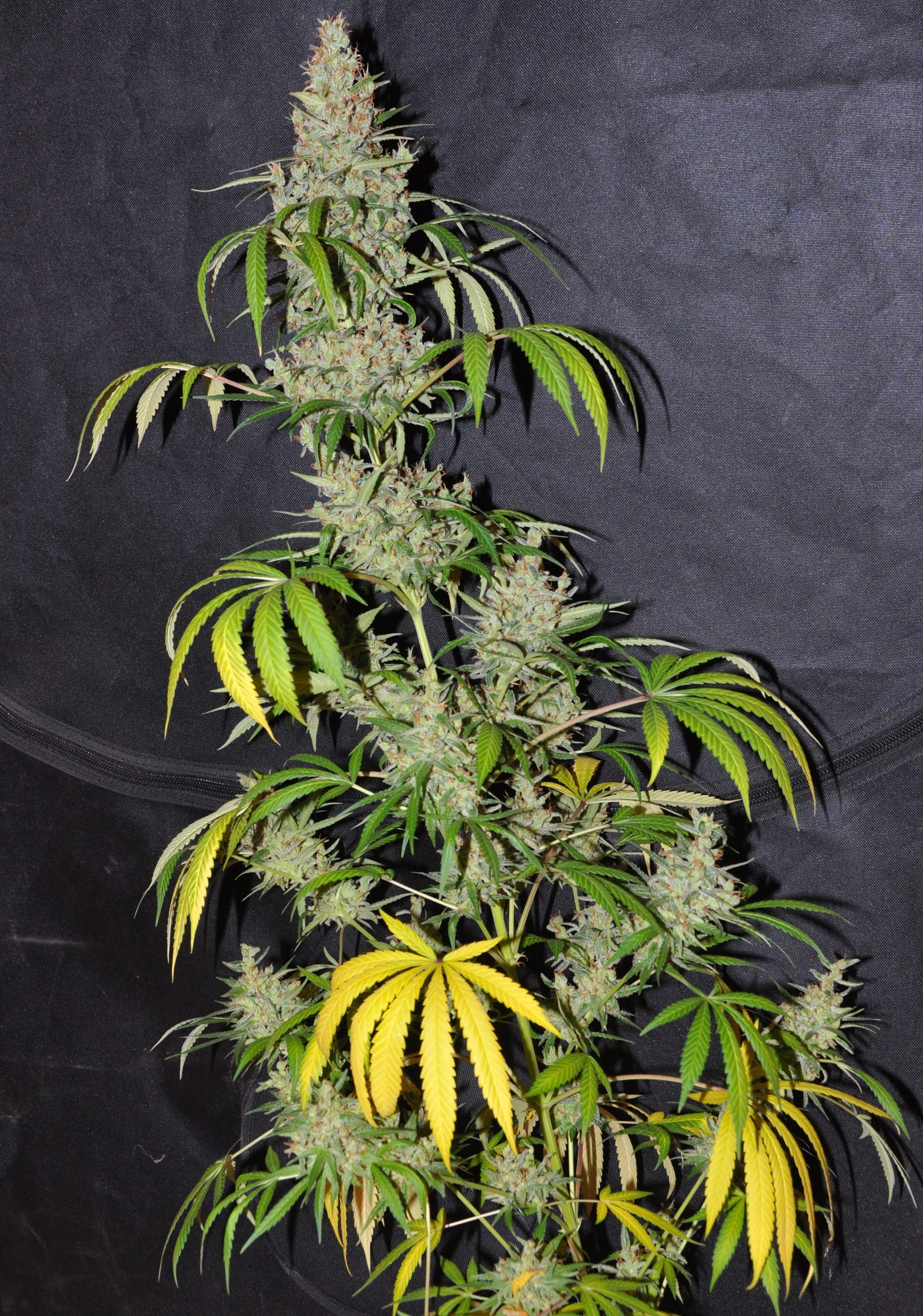 Ace Seeds - Oaxaca x Panama (reg.)