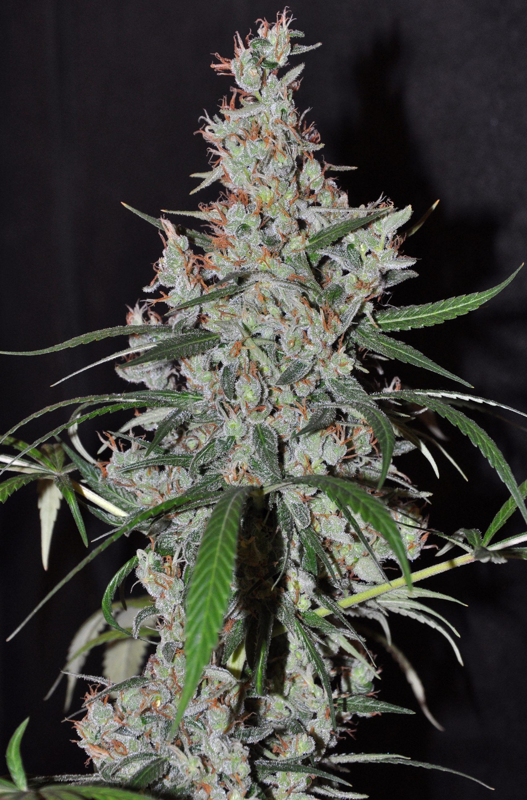 Ace Seeds - Oaxaca x Panama (reg.)