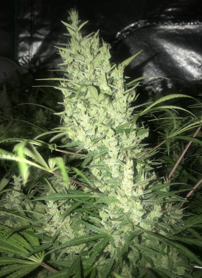 Ace Seeds - Oaxaca x Panama (reg.)