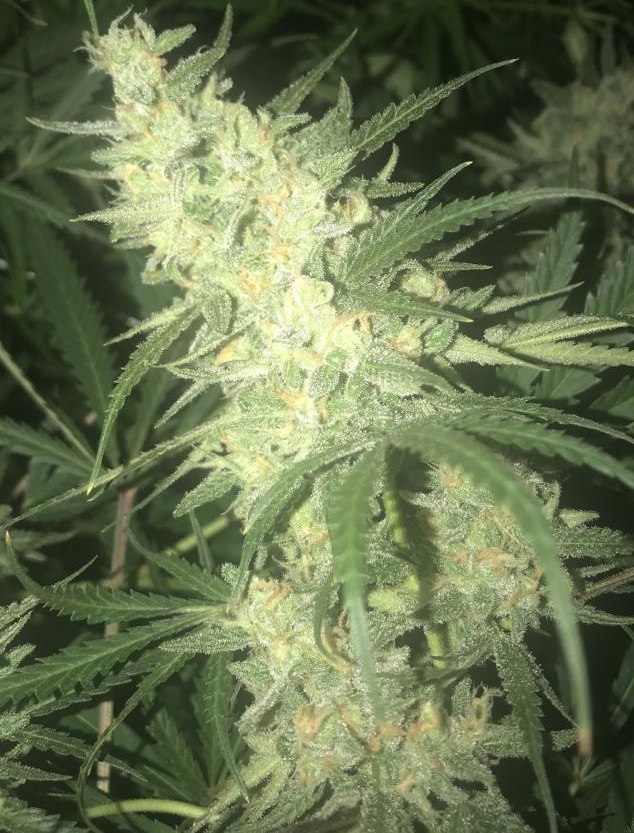 Ace Seeds - Oaxaca x Panama (reg.)
