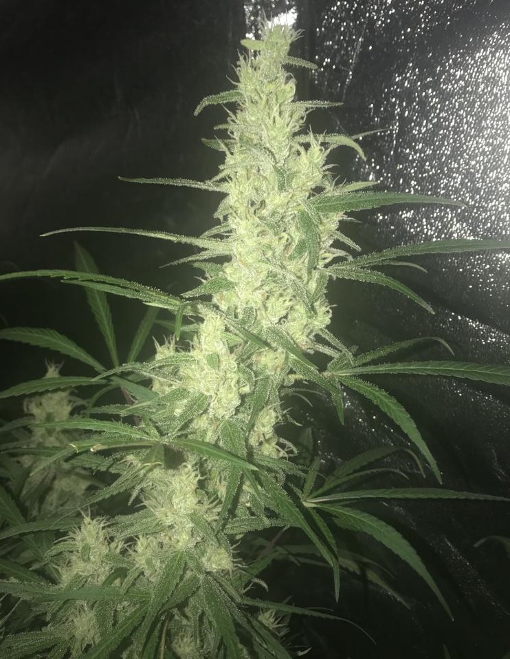 Ace Seeds - Oaxaca x Panama (reg.)