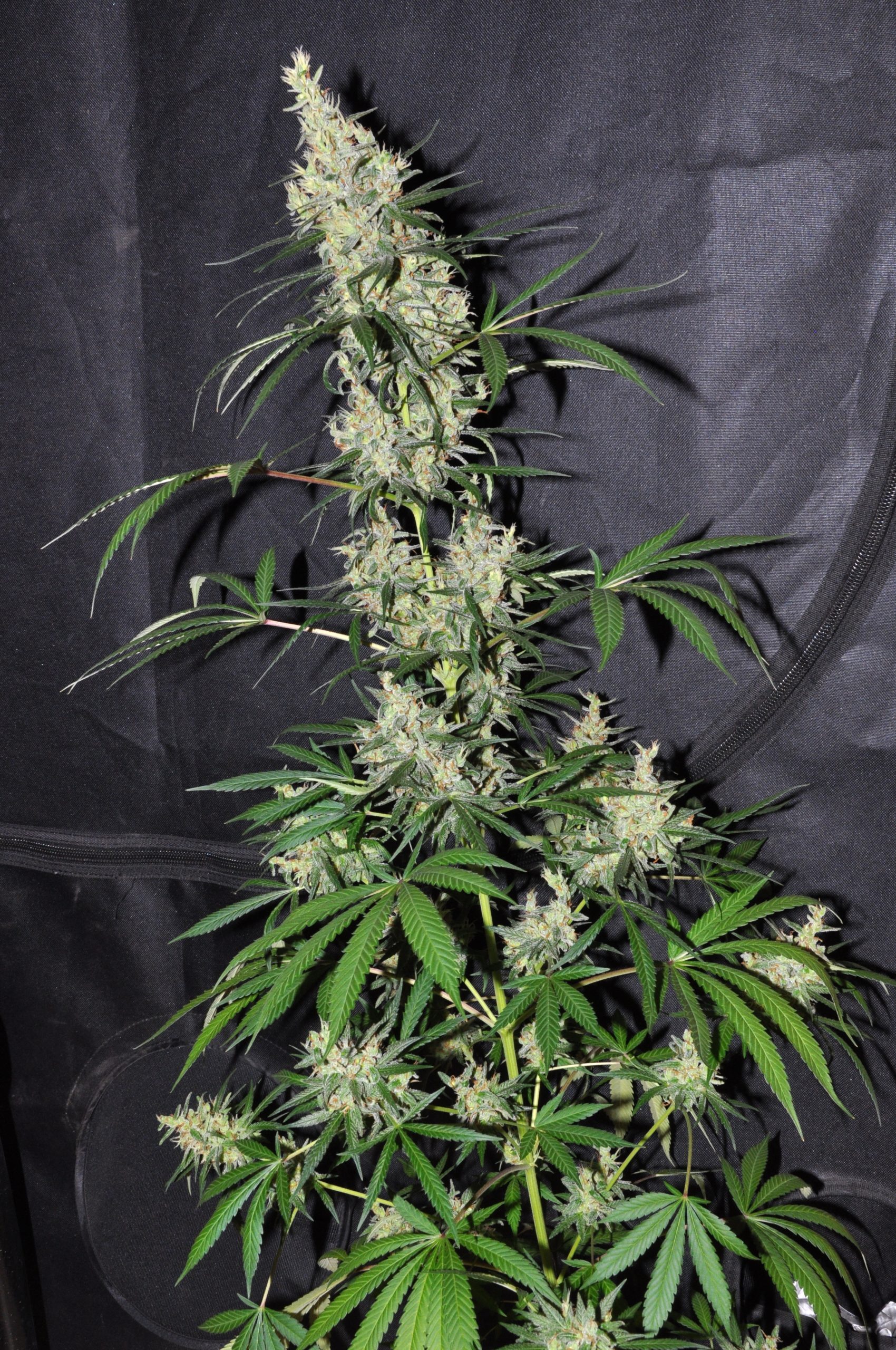 Ace Seeds - Oaxaca x Panama (reg.)