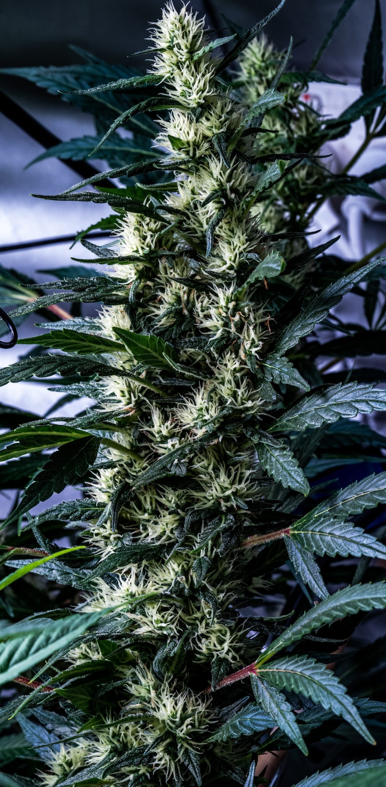 Ace Seeds - Oaxaca x Panama (reg.)