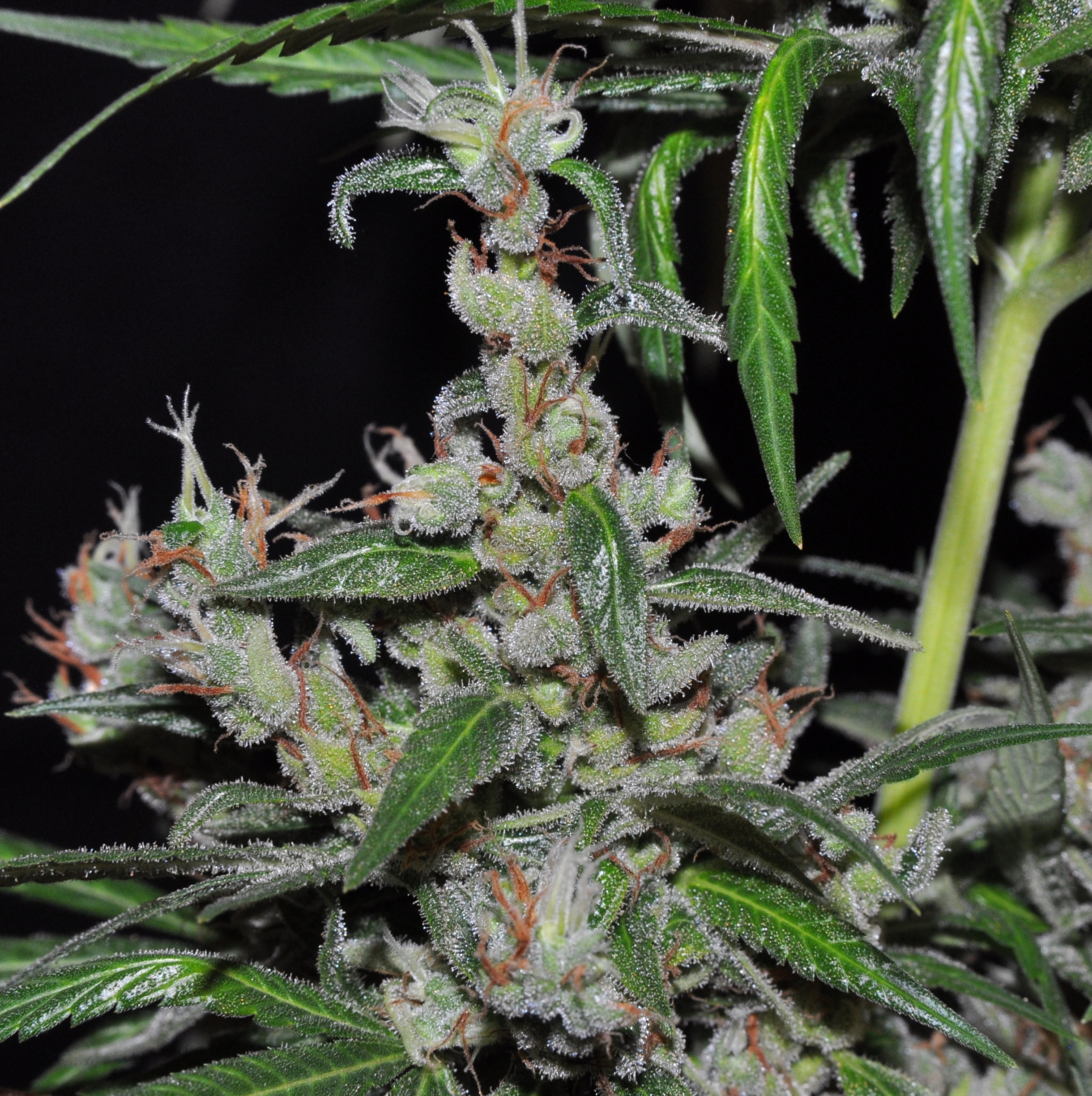 Ace Seeds - Oaxaca x Panama (reg.)