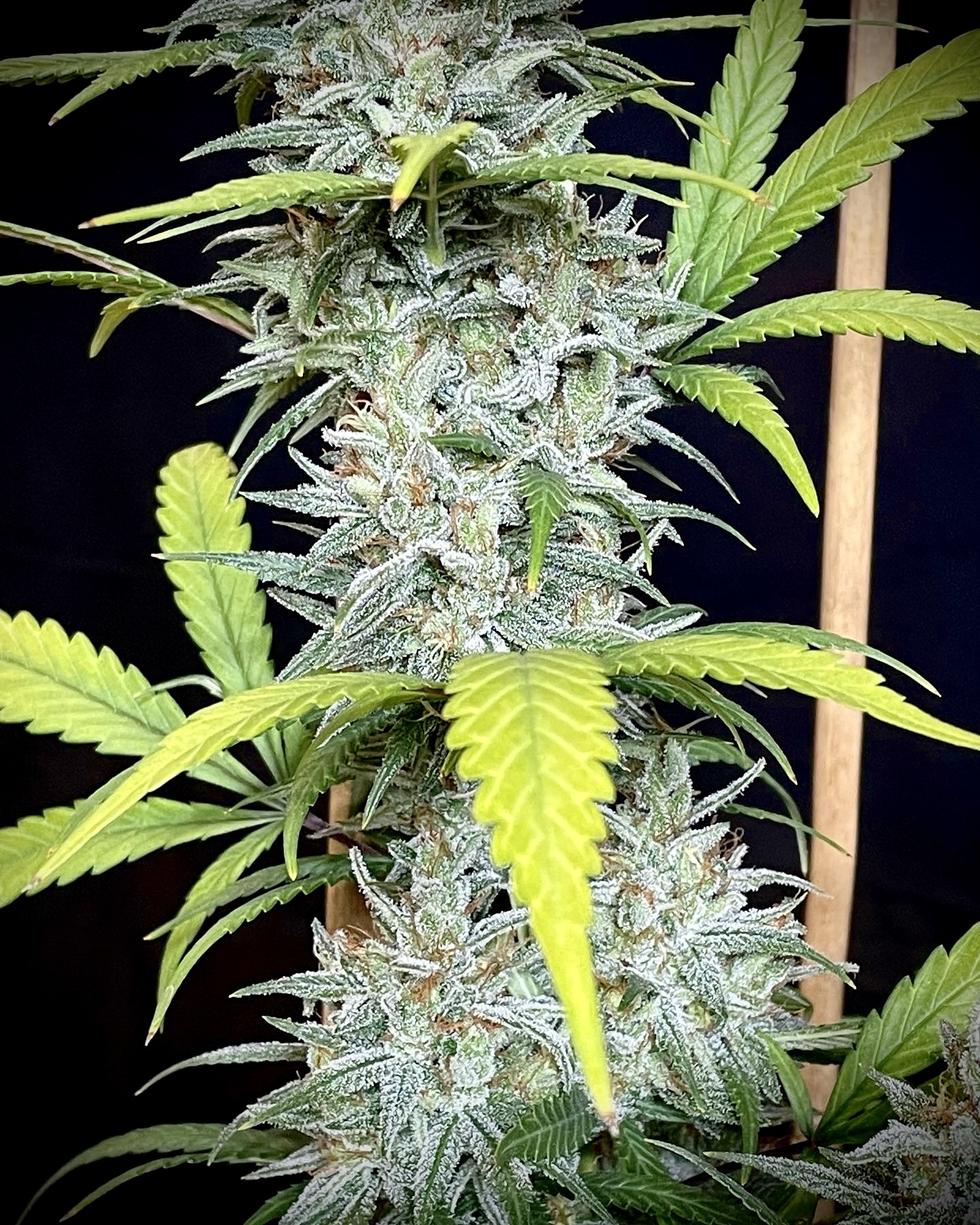 Ace Seeds - Oaxaca x Panama (reg.)