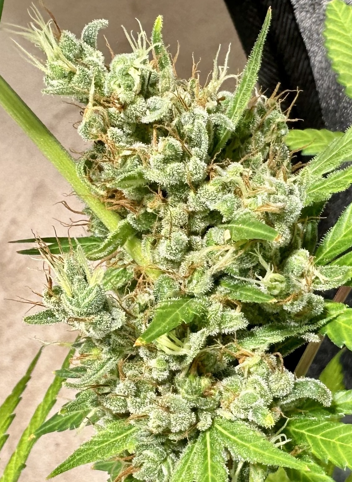 Ace Seeds - Oaxaca x Panama (reg.)