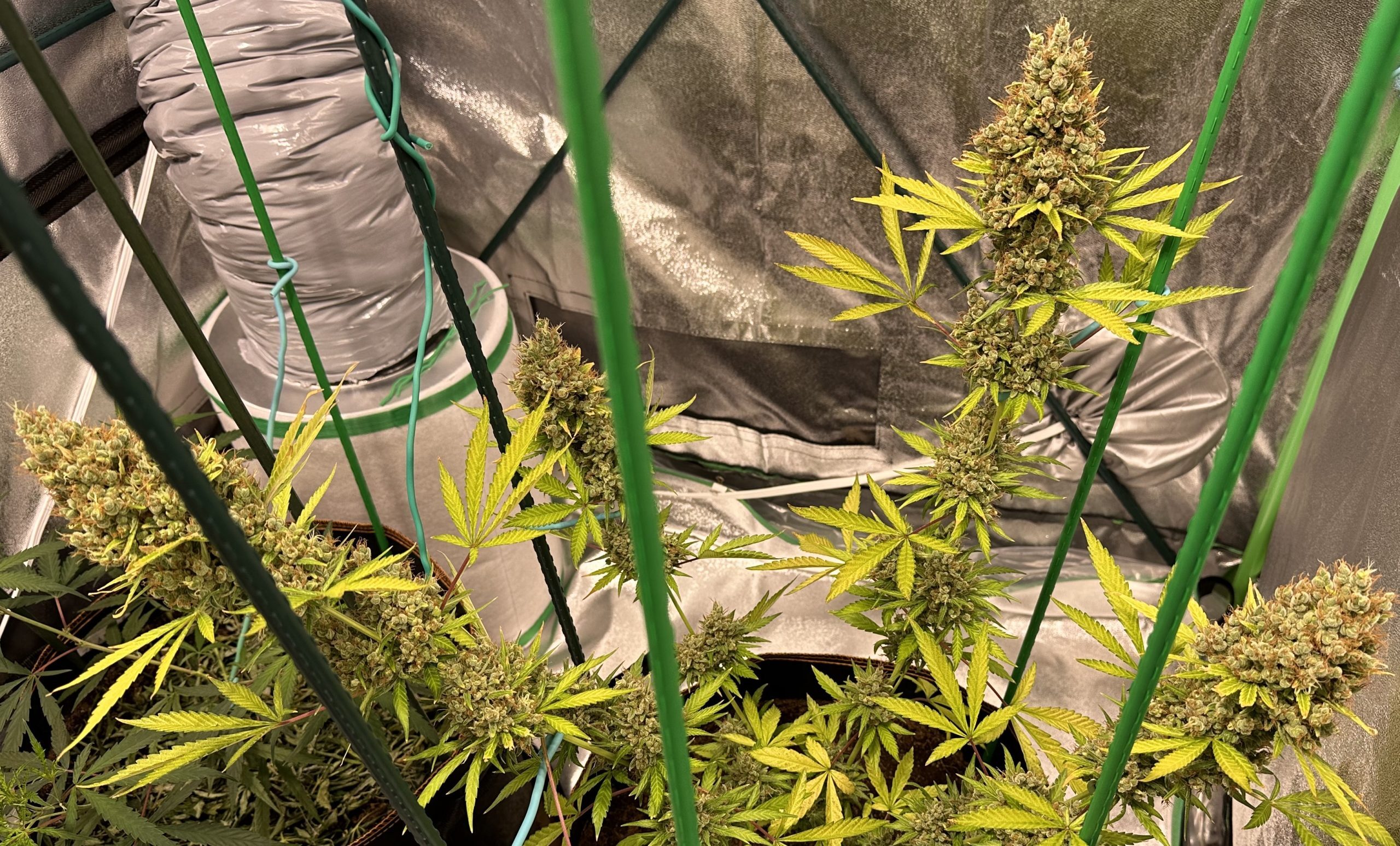 Ace Seeds - Oaxaca x Panama (reg.)