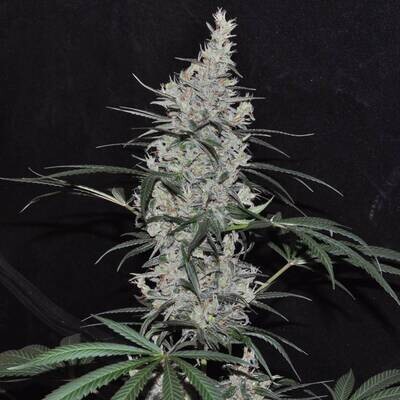 Ace Seeds - Oaxaca x Panama (reg.) 09624