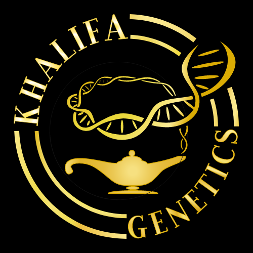 Khalifa Genetics - Persian Prince (reg.)