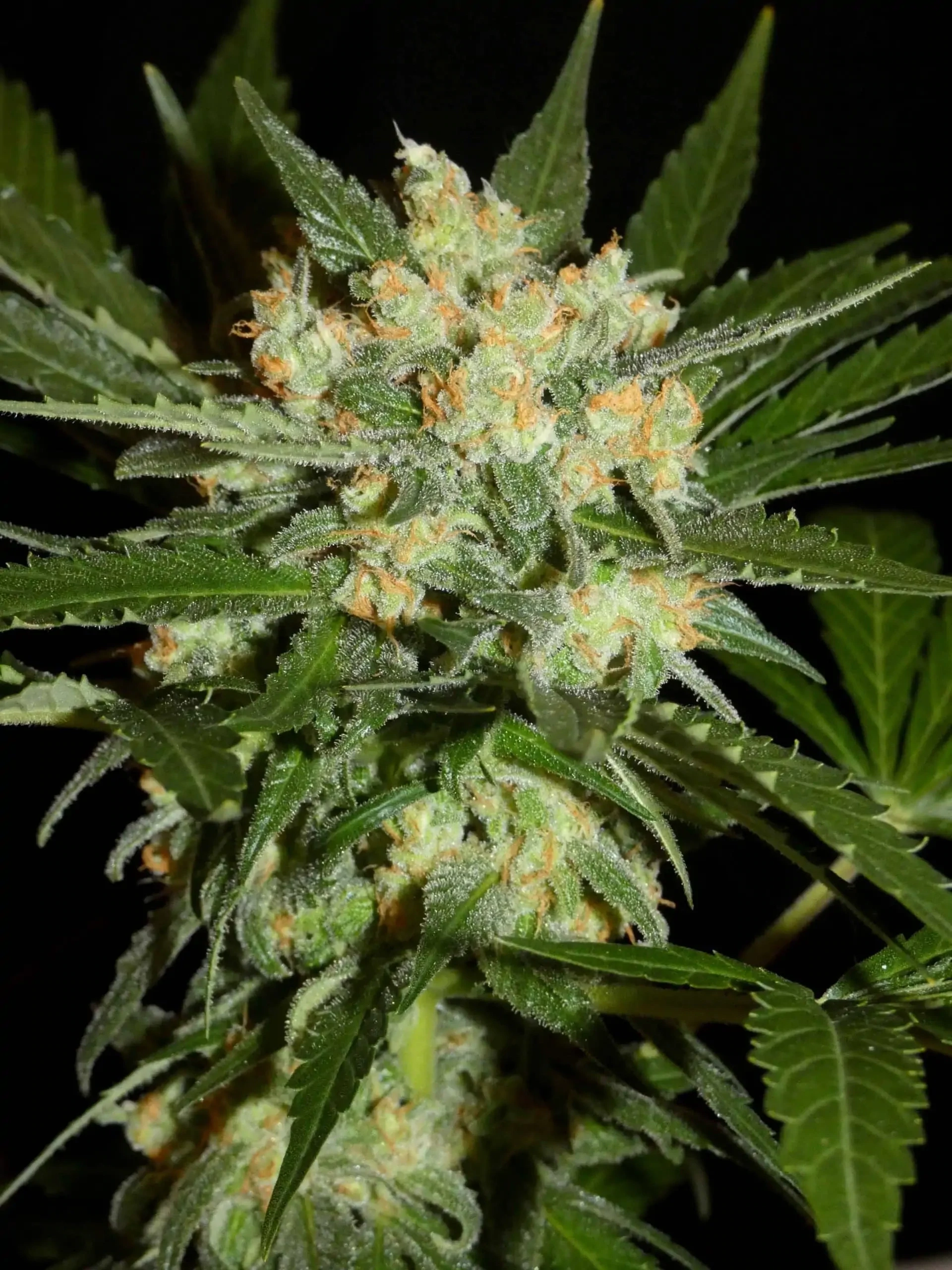 Khalifa Genetics - Aladdin’s Skunk (reg.)