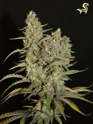 Khalifa Genetics - Aladdin’s Skunk (reg.) 09627