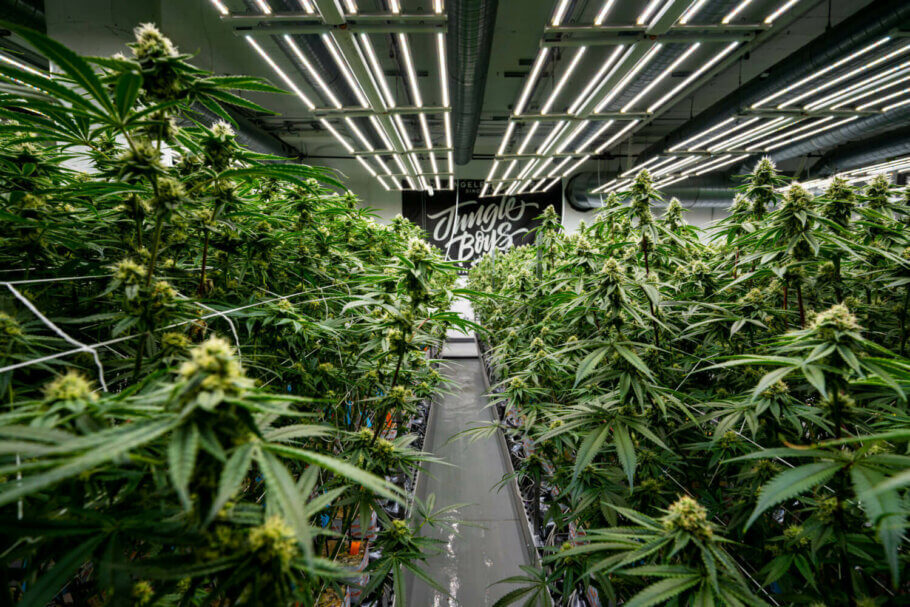 Jungle Boys - SFV x TK x Gator Breath (reg.)