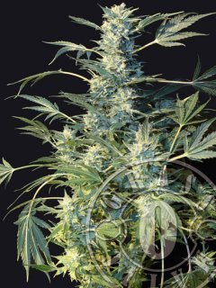 Grassomatic Seeds - Auto Ak