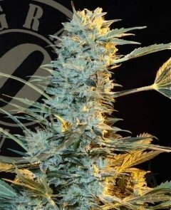 Grassomatic Seeds - Auto Ak