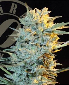 Grassomatic Seeds - Auto Ak