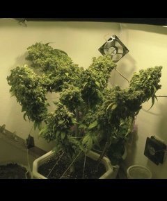 Grassomatic Seeds - Auto Ak