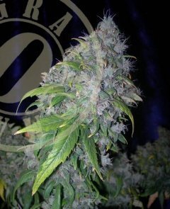 Grassomatic Seeds - Auto Ak