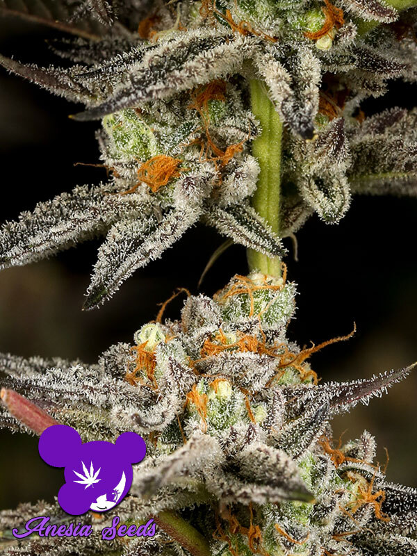 Anesia Seeds - Sleepy Joe (fem.)