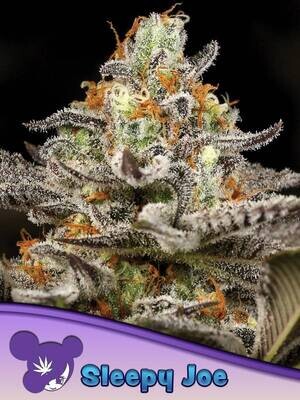 Anesia Seeds - Sleepy Joe (fem.) 09650