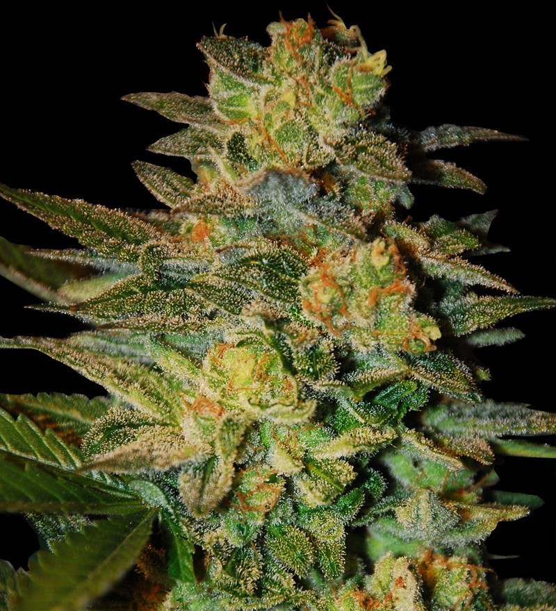 Samsara Seeds - Spiritual Punk (fem.)